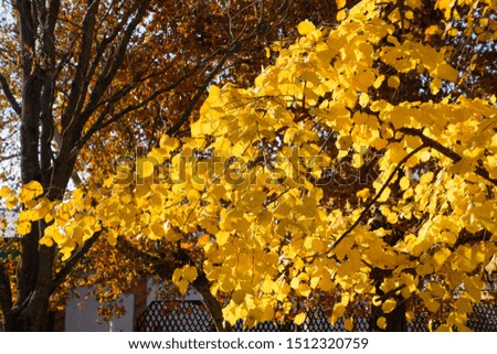 Yellow leaves of a linden. Yellowing leaves on the branches of a tree. Autumn background from leaves of a linden. Yellow autumn leaves.