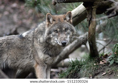 wild animal timber wolf portrait at the forest with beautiful fur looking to the side 