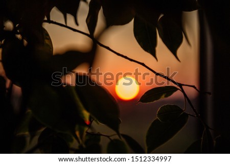 I look out the window at orange sunset through the ficus leaves and think about the meaning of life