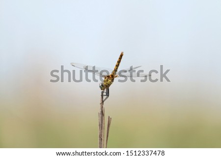 A beautiful grasshopper fly in the nature view and it looks like a amazing insect