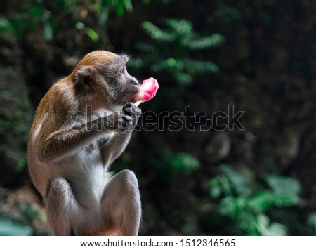 Funny monkey enjoying an ice cream stolen from a tourist. Picture was made at the Batu Caves in Kuala Lumpur where there are a lot of cheeky and rude monkeys.