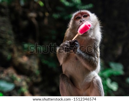 Funny monkey enjoying an ice cream stolen from a tourist. Picture was made at the Batu Caves in Kuala Lumpur where there are a lot of cheeky and rude monkeys.