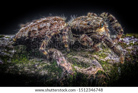 Photo stack of a jumping spider (Marpissa muscosa) from the side