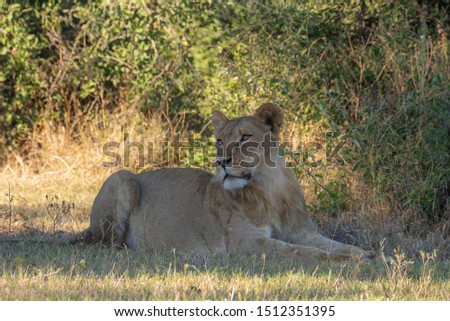 portrait of a fantastic young male lion relaxing in the bushes of the african savannah
