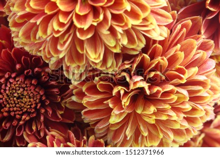 Closeup picture of chrysanthemum fills in whole screen.