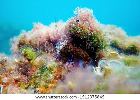 Underwater scenic image of Spotted Bumblebee Shrimp – Gnathophyllum elegans