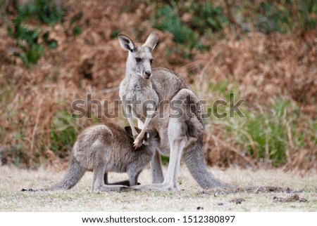 Kangaroos in the Australian outback grazing on grass and enjoying the morning sun