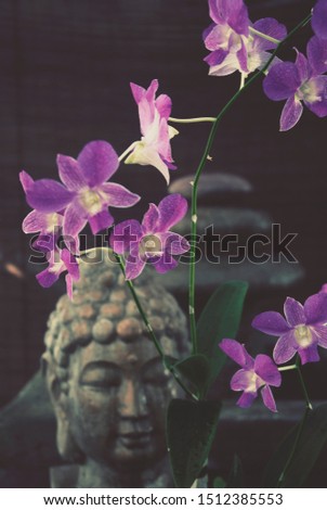 Restful Buddha spa with balancing river stones fountain and a purple  orchid flower.
