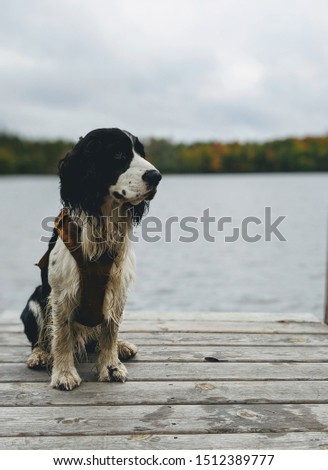 Wet and dirty Black and White English Springer Spaniel dog with orange harness  sitting on a wooden dock looking off into the distance with water and colorful autumn tree line in background.