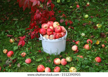 Beautiful autumn still life.Many red apples in the bucket and on the grass in the garden.Organic fruit on a background of red and green leaves.Healthy food concept