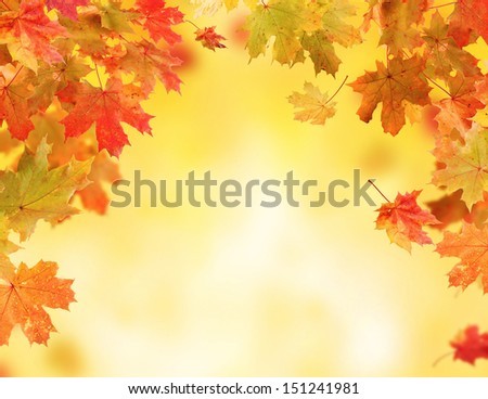 Colored autumn leaves falling down on blur background