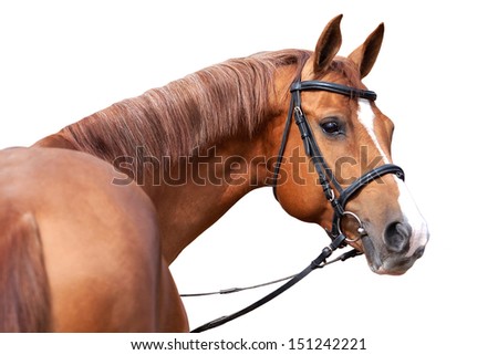  Russian Don horse, isolated on white background
