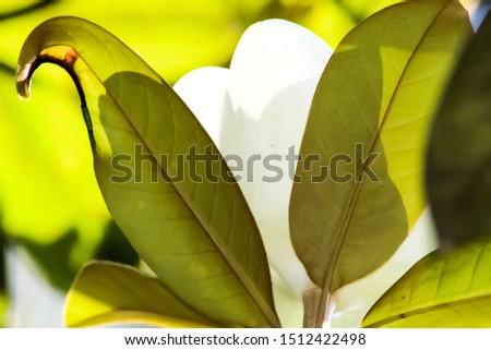 Magnolia bud in mid blossom