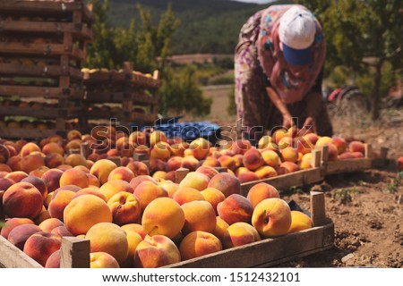 Fruit boxes with red ripe peaches in the garden, a lot of peache. Woman farmer harvesting peaches from tree in garden. Agriculture concept Royalty-Free Stock Photo #1512432101