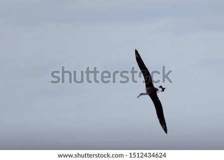 Albatross flying on cloudy sky background. Wild sea bird in natural habitat.