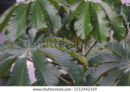 New leaves of the cecropia tropical tree