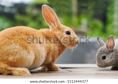 Gray and orange furry baby rabbit so cute.                         