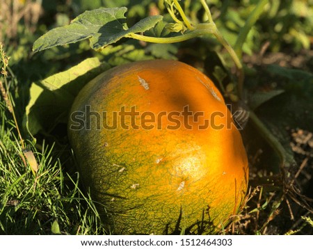 Pumpkin in a sunny pumpkin patch