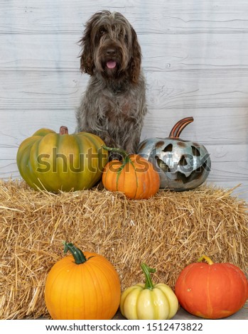 Dog ready for fall in a pumpkin patch on hay. The breed is a wirehaired pointing griffon