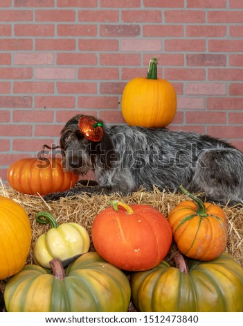 Dog ready for fall in a pumpkin patch on hay. The breed is a wirehaired pointing griffon