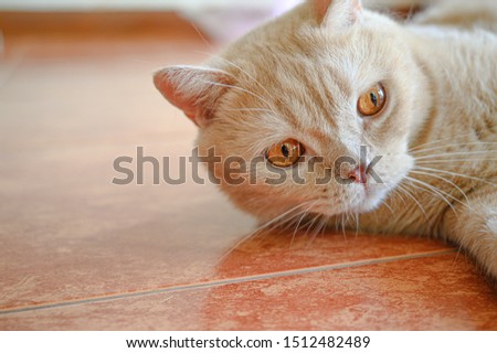 Little brown cat laying on the ground. Funny animal concept.