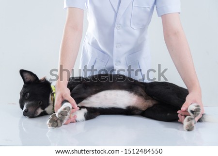 veterinary have control and restraint a dog to immunize for control and prevention of rabies disease ,animal restraint concept

 Royalty-Free Stock Photo #1512484550