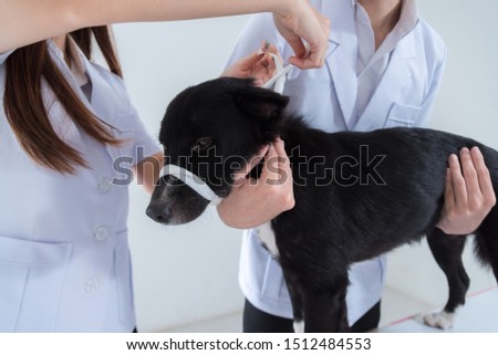veterinary have control and tie mouth a dog to immunize for control and prevention of rabies disease ,animal restraint concept Royalty-Free Stock Photo #1512484553