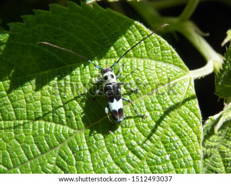 Blue longhorn beetle with a panda-like pattern