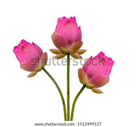 White lotus flower photo graphy