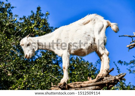 goat on a farm, beautiful photo digital picture
