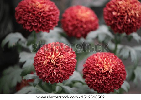 Wild chrysanthemums are flowers that grow outdoors.
