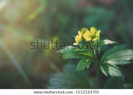Floral background in soft tones and vintage blur style. Small yellow flower blow by the wind. Free copy space on left for text or design.