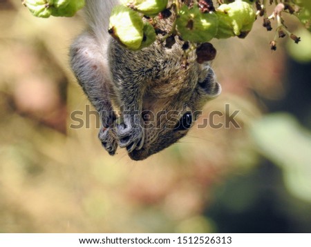 A Photo of a Squirrel Hanging Upside-down