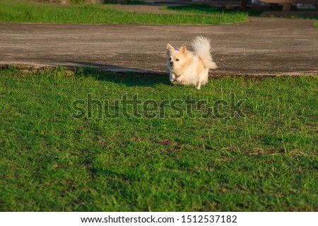 Long haired chihuahua running in garden in morning