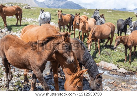 herd of horses in the mountains,
