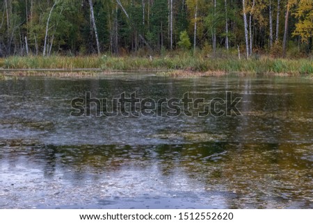 autumn in the forest. raindrops on a small lake