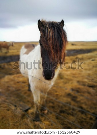 Picture of a horse in Iceland.