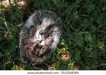 Little cute hedgehog on the green grass.