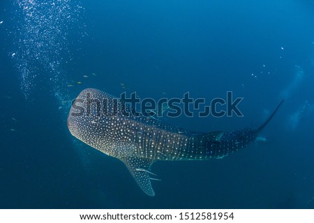 Whale Shark eating at the surface with fish