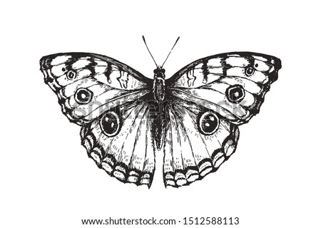 Vector vintage illustration of butterfly in engraving style. Hand drawn sketch of nymphalid isolated on white. 