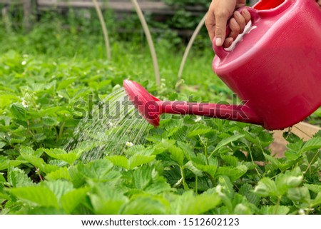 Watering strawberries with a watering can. Concept of strawberry harvesting, care of garden and plant, agriculture. Image. Royalty-Free Stock Photo #1512602123
