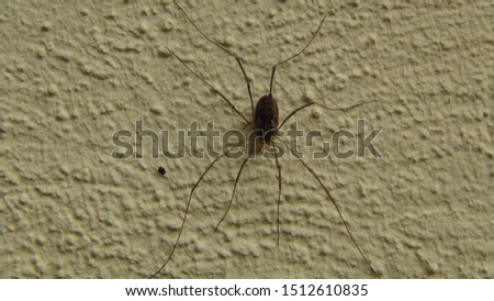 spider with long legs on a concrete wall