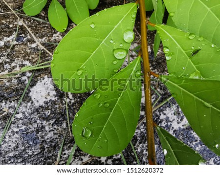 Green leaves with natural water droplets