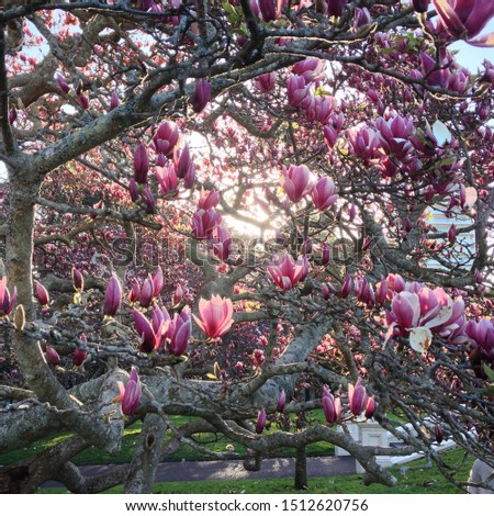 Magnolia Tree blooming in a park in Auckland, New Zealand.