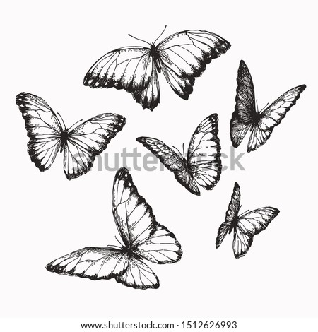 Vector vintage set of butterflies with different positions of wings in engraving style. Hand drawn illustration of nymphalid isolated on white. Royalty-Free Stock Photo #1512626993