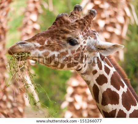 Giraffe eating grass