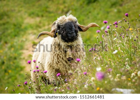 Valais blacknose sheep in switzerland Royalty-Free Stock Photo #1512661481