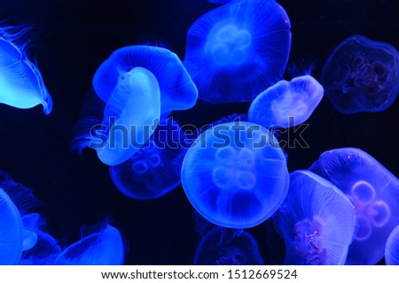 Blue illuminated jellyfish floating around