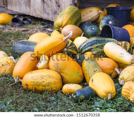 Autumn pumpkin pile rustic background