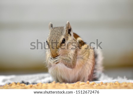Cute indian squirrel eating wheat
